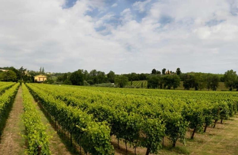 Winery Tour with Wine & Food Tasting near Riccione & Rimini - An In-Depth Look at the Winery Experience