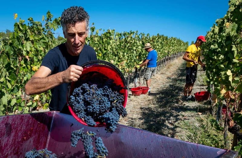 Winery Tour with Wine & Food Tasting near Riccione & Rimini - FAQs