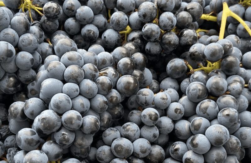 Winery Visit on Parma Hills & Wine Tasting with Food Platter - Authentic Wine Tasting in the Heart of Emilia-Romagna