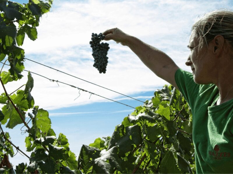 Winery Visit & Tasting near Grosseto with 6 wines - Discovering Tuscan Winemaking: A Detailed Review of the Grosseto Winery Tour