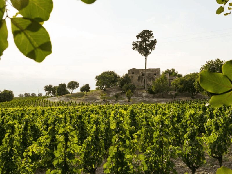 Winery Visit & Tasting near Grosseto with 6 wines - Who Will Love This Experience?