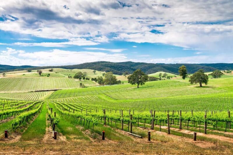 Wines and Whispers: A Barossa Valley Wine Tour from Adelaide - An In-Depth Look at the Tour Experience