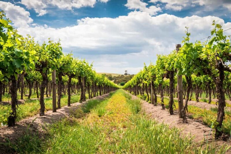 Wines and Whispers: A Barossa Valley Wine Tour from Adelaide - Who Will Love This Tour?