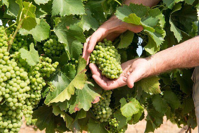 Wines and Whispers:Barossa Valley Private Wine Tour from Adelaide - An In-Depth Look at the Tour Experience