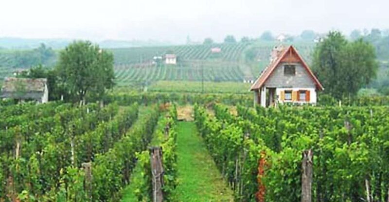 Winetaste in Villany, sightseeing in Pécs, private tour - Final Thoughts