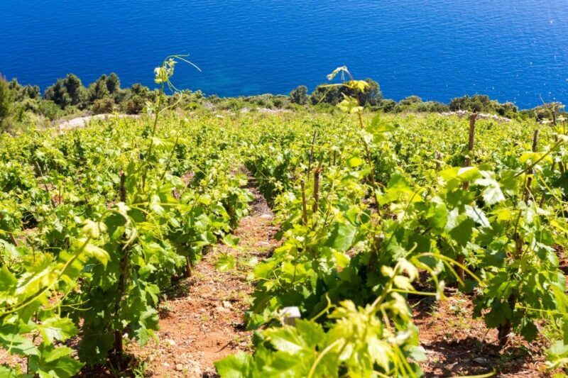 Winetasting in Konavle valley and Gastro Tour from Dubrovnik - Final Thoughts