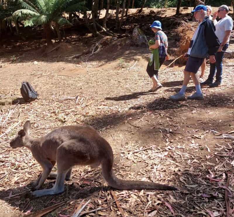 Wings Wildlife Park Burnie Shore Excursion - Insights from Reviews