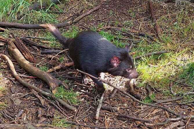 Wings Wildlife Park Shuttle, Burnie Shore Excursion - Key Points