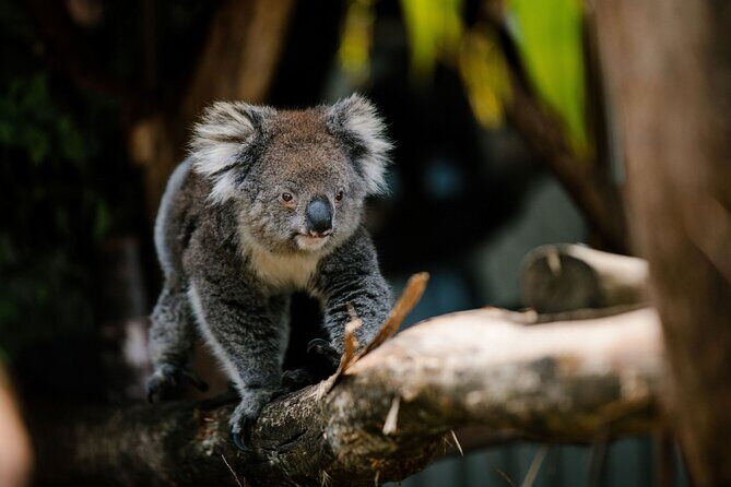 Wings Wildlife Park Shuttle, Burnie Shore Excursion - The Value of This Tour
