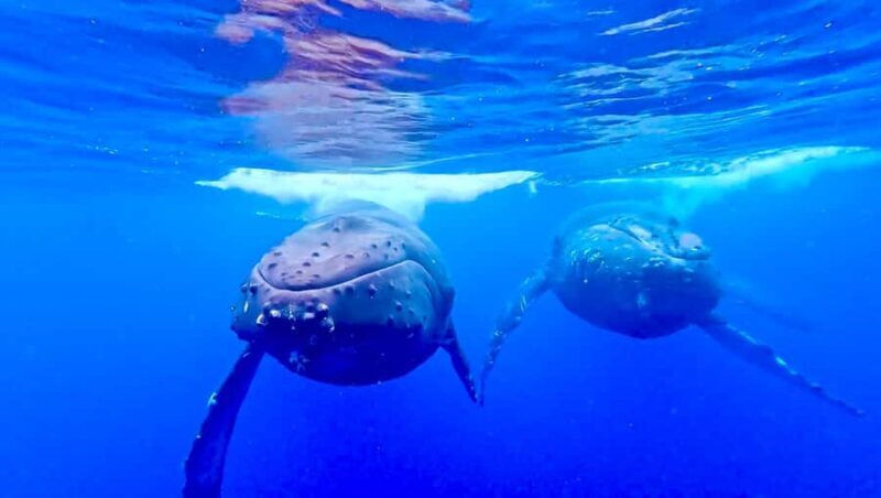 Winona Whale Watching Cruise - Maalaea Harbor - Key Points