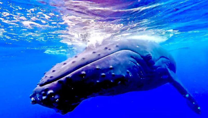 Winona Whale Watching Cruise - Maalaea Harbor - An In-Depth Look at the Winona Whale Watching Cruise