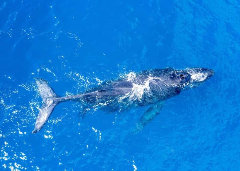 Winona Whale Watching Cruise - Maalaea Harbor - FAQ