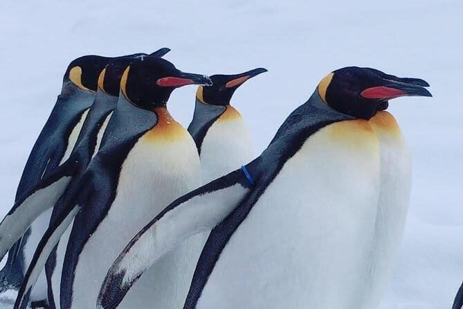Winter Asahiyama Zoo and blue pond "Aoi-Ike" 1 Day bus tour - Exploring Hokkaido’s Winter Wonders: Asahiyama Zoo & Blue Pond Tour