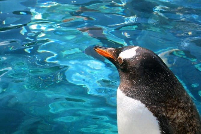 Winter Asahiyama Zoo and blue pond "Aoi-Ike" 1 Day bus tour - Key Points