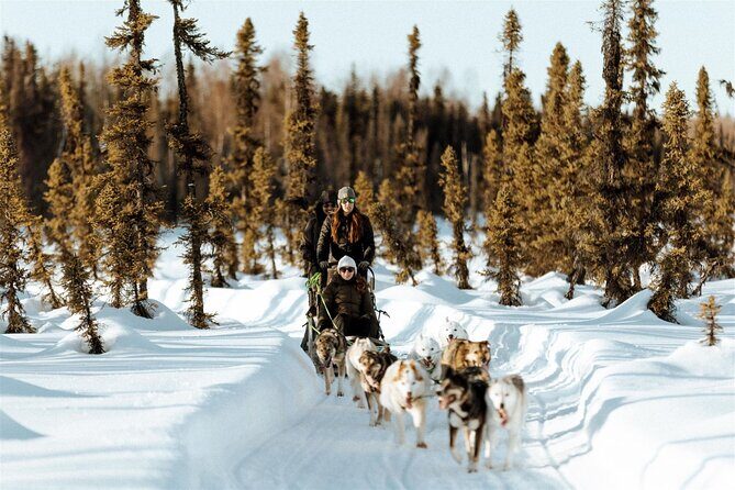 Winter Dog Sled Tour: Day or Night. - What to Expect from the Experience