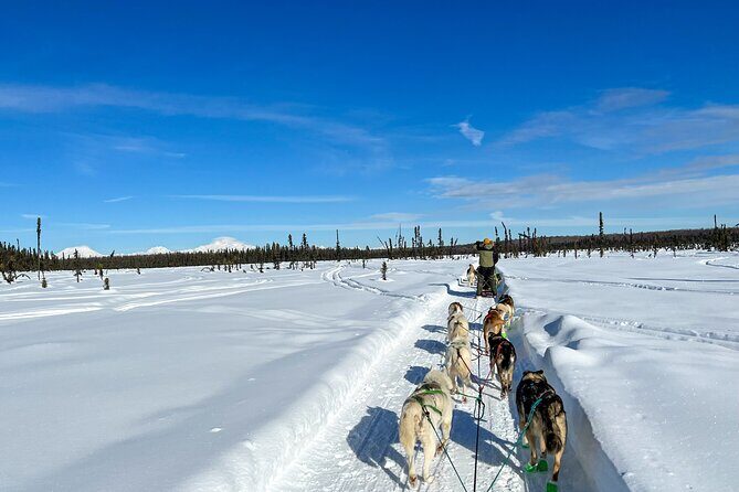 Winter Dog Sled Tour: Day or Night. - Who Will Love This Tour?