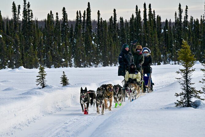 Winter Dog Sled Tour: Day or Night. - The Sum Up
