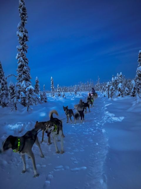 Winter Dog Sled Tour Day or Night Mush! - The Guides and Their Expertise