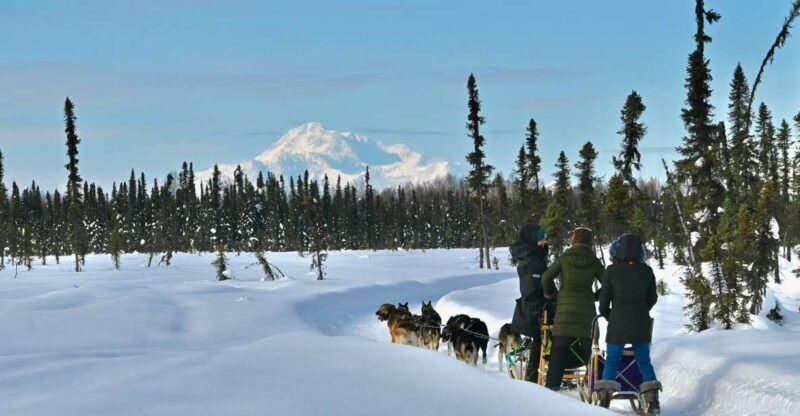 Winter Dog Sled Tour Day or Night Mush! - The Experience in Action: What Past Participants Say