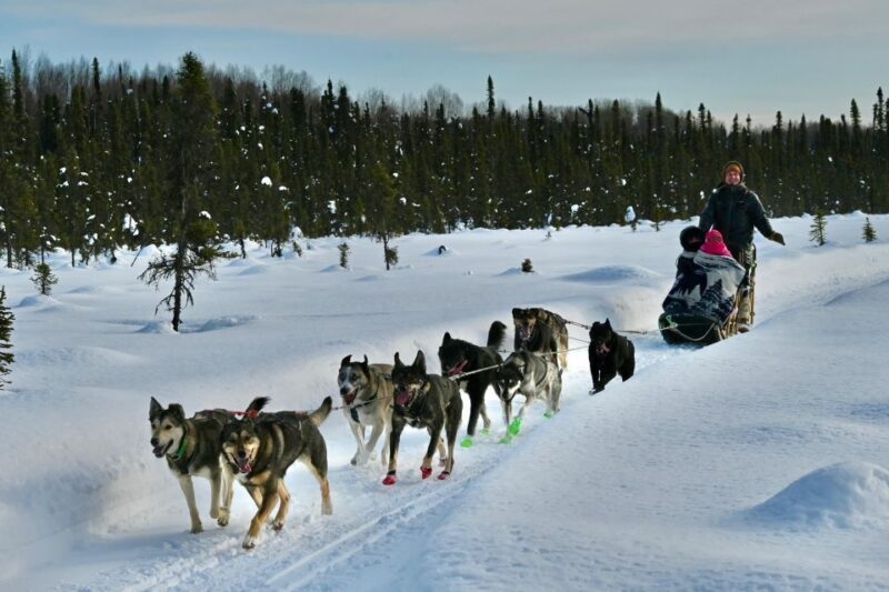 Winter Dog Sled Tour Day or Night Mush! - Final Thoughts on Value and Experience