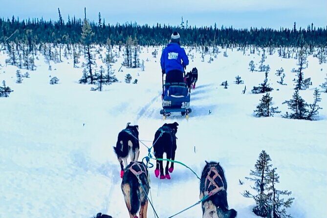 Winter Dog Sledding in Knik, Alaska - Key Points