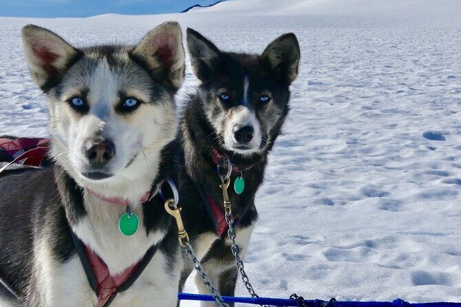 Winter Dog Sledding in Knik, Alaska - The Itinerary in Detail