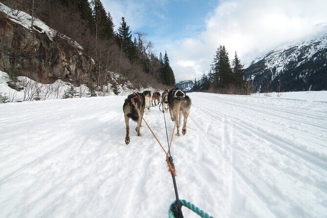 Winter Dog Sledding in Knik, Alaska - Practical Details and Considerations