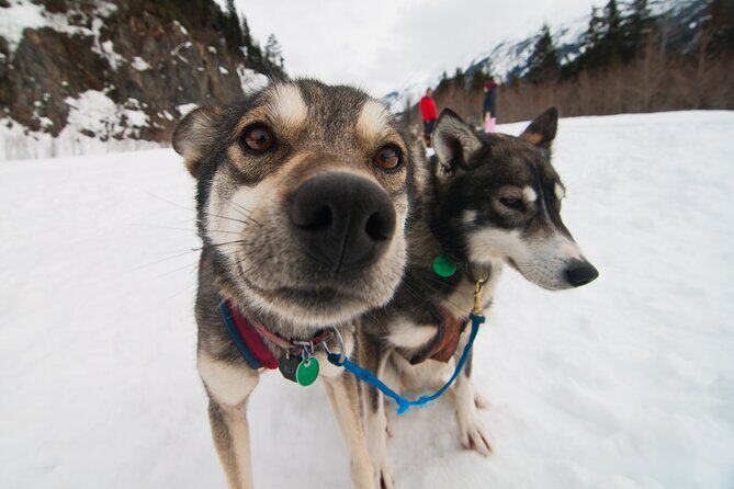 Winter Dog Sledding in Knik, Alaska - The Sum Up