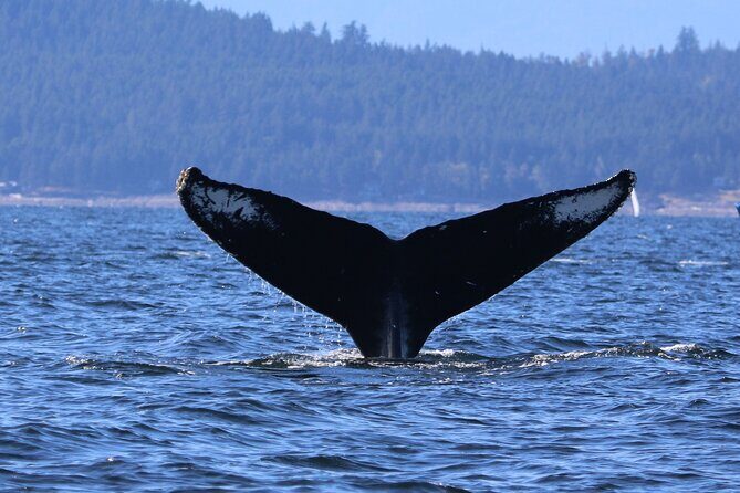 Winter Eco Tours on the Salish Sea Wildlife Adventures - Authentic Perspectives from Travelers