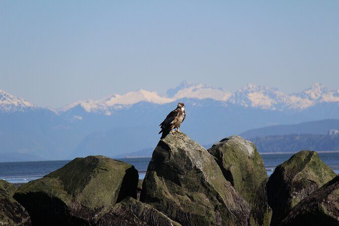 Winter Eco Tours on the Salish Sea Wildlife Adventures - FAQs