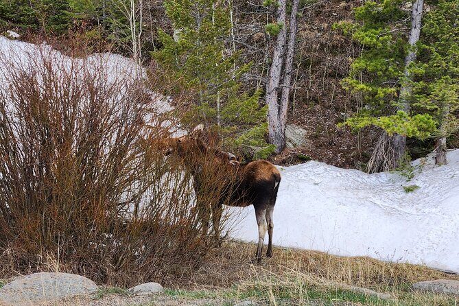 Winter on the Rocks with S'mores (Wildside 4x4 Tours) - Introduction: An Exciting Winter Expedition in Estes Park
