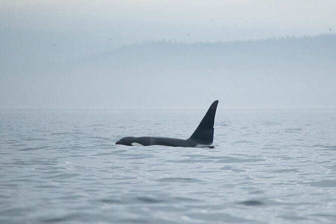 Winter Victoria Whale and Wildlife Covered Vessel Tour - Final Thoughts