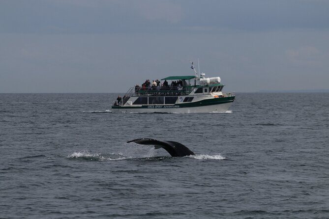 Winter Victoria Whale and Wildlife Covered Vessel Tour - FAQ