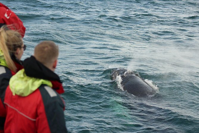 Winter Whale Watching & Northern Lights Cruise | Combo from Reykjavik - FAQ