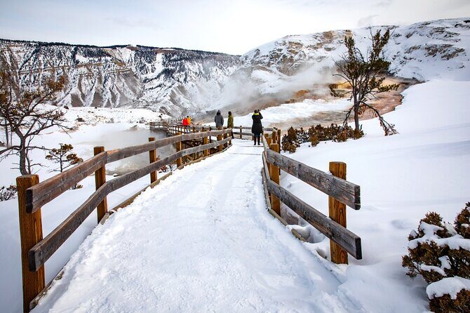 Winter Wildlife Safari in Yellowstone National Park - A Deep Dive into the Yellowstone Winter Experience