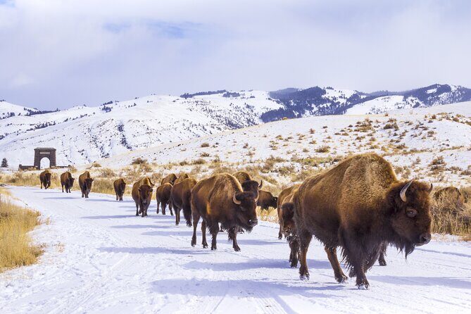 Winter Wildlife Safari in Yellowstone National Park - FAQ