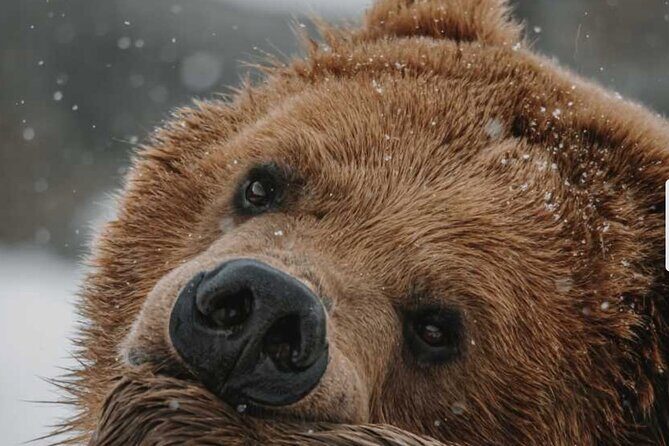 Winter Wildlife Safari: Lamar Valley | Bozeman | PRIVATE + Lunch - Exploring Yellowstone in Winter: A Review of the Winter Wildlife Safari from Bozeman