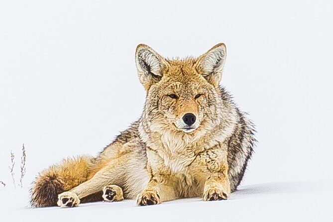 Winter Wildlife Safari: Lamar Valley | Bozeman | PRIVATE + Lunch - Key Points