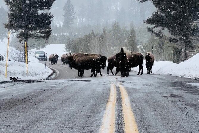 Winter Wildlife Safari: Lamar Valley | Bozeman | PRIVATE + Lunch - How the Experience Comes to Life