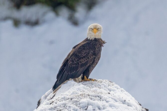 Winter Wildlife Safari: Lamar Valley | Bozeman | PRIVATE + Lunch - Is This Tour Worth It?