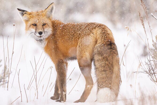 Winter Wildlife Safari: Lamar Valley | Bozeman | PRIVATE + Lunch - Who Should Consider This Tour?