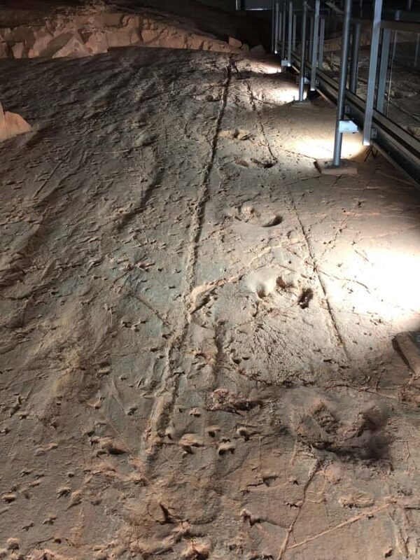 Winton: Dinosaur Stampede Half Day Tour - Dino Dash - What Makes This Tour Stand Out?