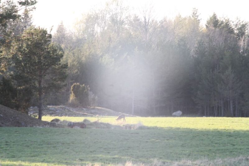 Wolf and Wildlife Tracking in Sweden - An Authentic Scandinavian Wilderness Experience