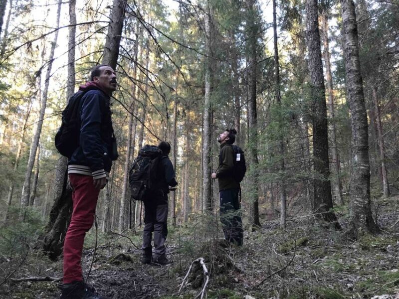 Wolf and Wildlife Tracking in Sweden - FAQs