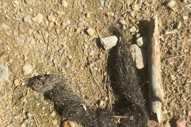 Wolf and Wildlife Tracking in Sweden - Practical Details and Value