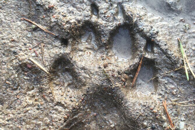 Wolf and Wildlife Tracking in Sweden - What Reviewers Loved