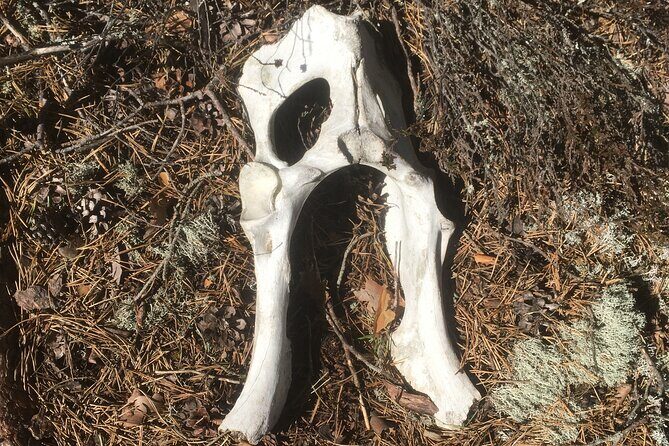 Wolf and Wildlife Tracking in Sweden - Final Thoughts