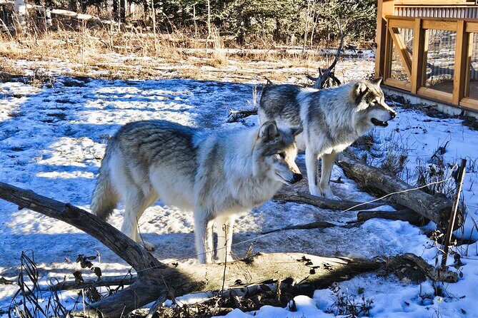 Wolfdog Sanctuary and Banff Day Trip - The Practical Details