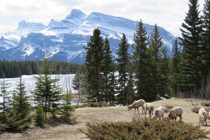 Wolfdog Sanctuary and Banff Day Trip - Authentic Perspectives from Travelers