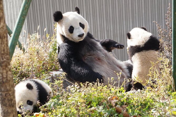 Wolong Panda Base Private Day Tour Optional Volunteering - The Volunteering Option: A Deeper Connection